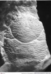 Historisches Foto von Tuberosagalathea sp. (NHMW-AFW-GEO-BACHMAYER-FOTO-1990-0041-0488)